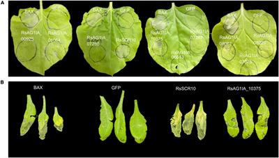 A Novel, Small Cysteine-Rich Effector, RsSCR10 in <mark class="highlighted">Rhizoctonia solani</mark> Is Sufficient to Trigger Plant Cell Death
